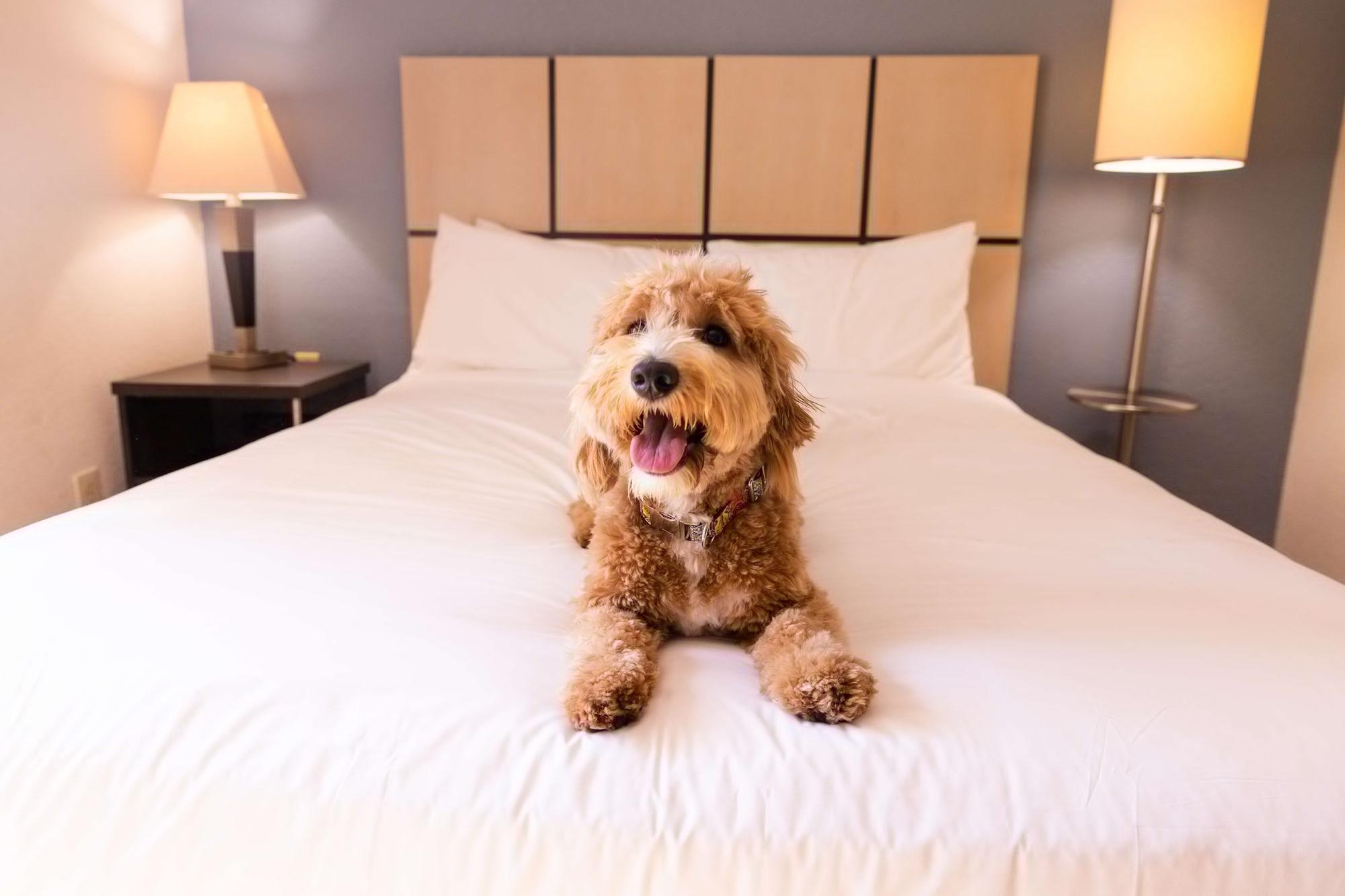 Sonesta Simply Suites Chicago Naperville Warrenville Dış mekan fotoğraf